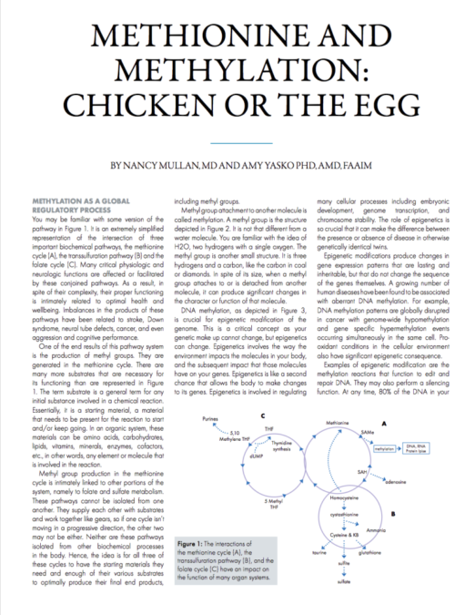 Methionine and Methylation: Chicken or the Egg